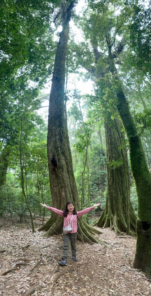 林相優美的臺中長壽山、肥崠山 - 鳶嘴西稜步道_1357297