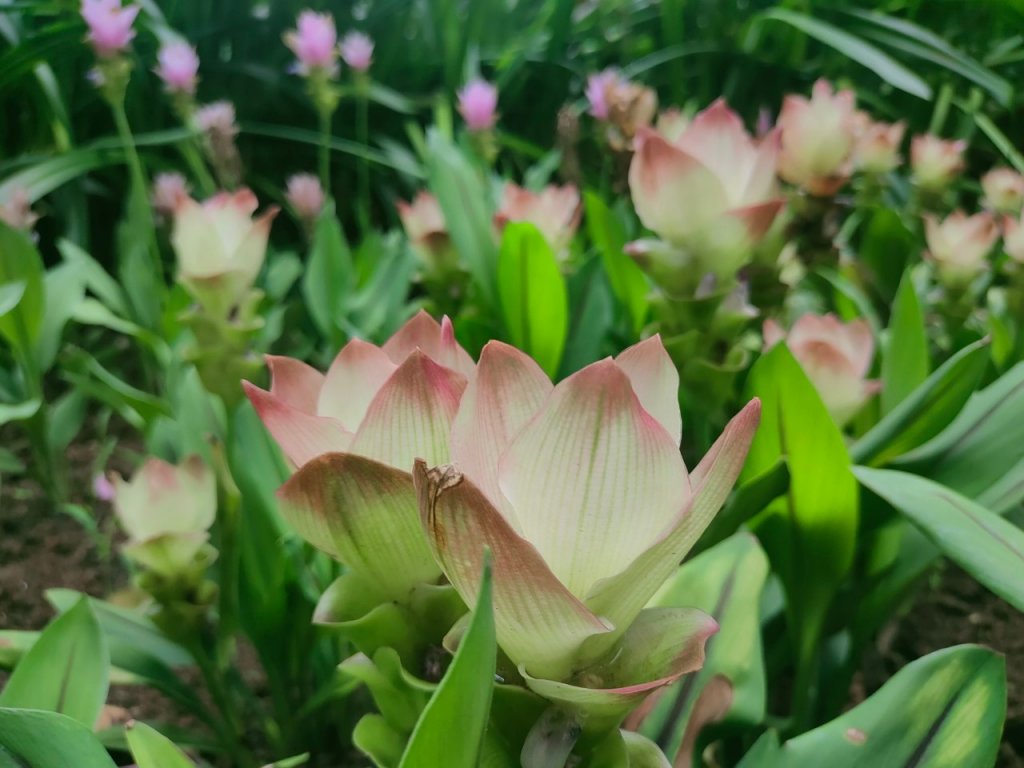 ［健康大穀東，台北趴趴走］（12~14）：榮星、林森、花博公園_2238725