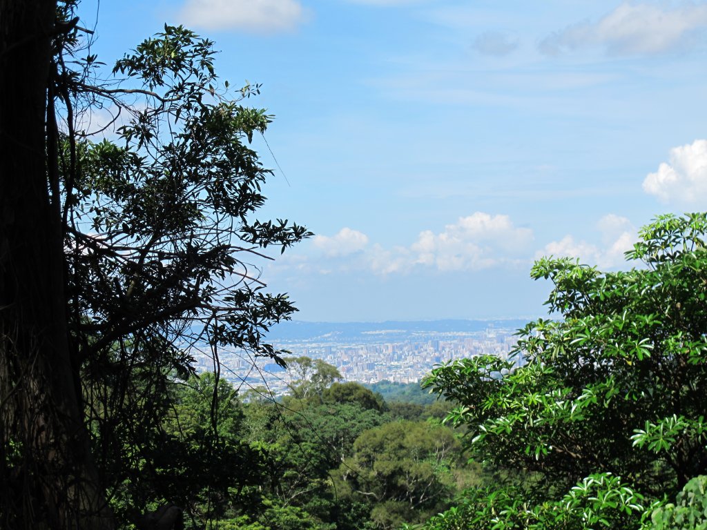 2020-06-05 大坑1號步道_985442