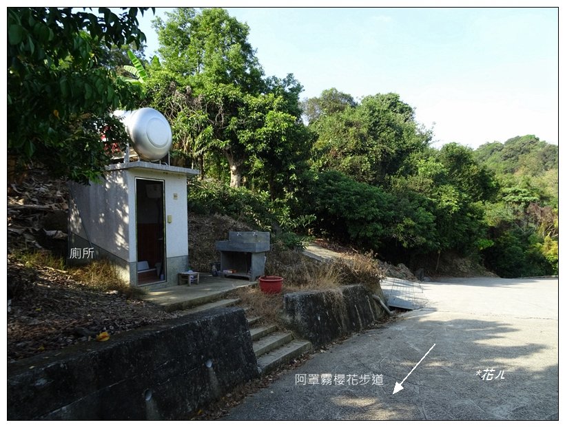 阿罩霧櫻花步道(台中/霧峰)_2369726