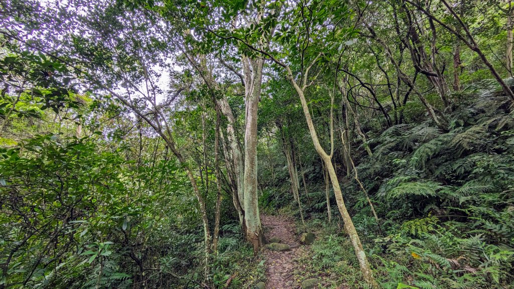 老公崎步道,新林步道_2443925