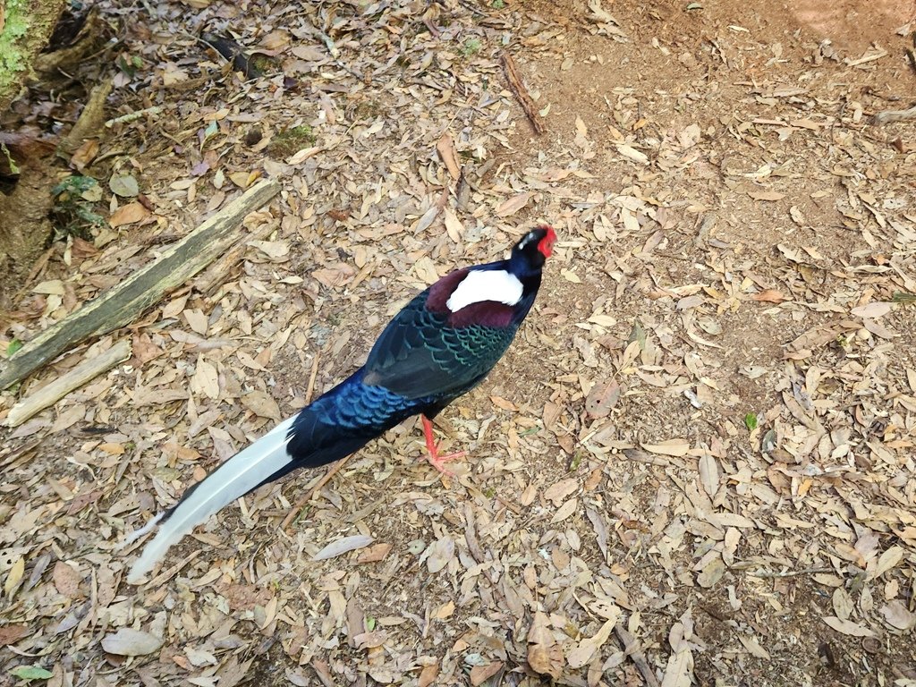 【南投】留龍頭連走金柑樹山及嶺頭山_2040858