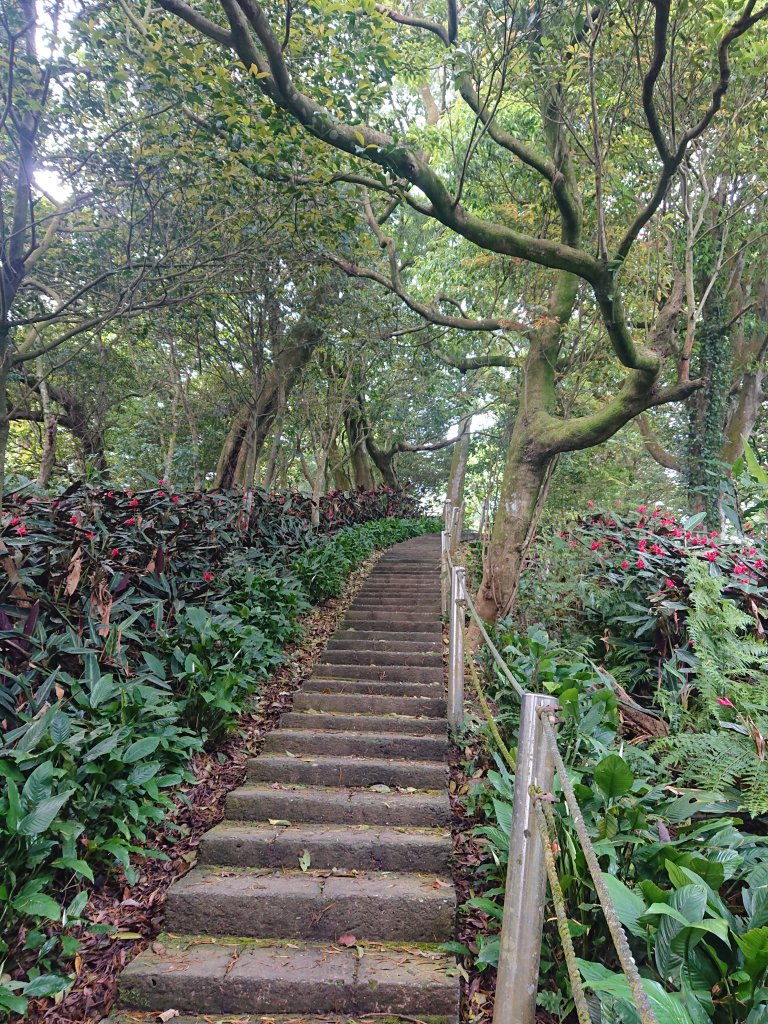 火焰山之桐花大爆發_2483351