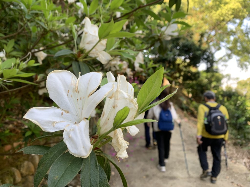 20250322南投松柏坑山-大棚山_2745833