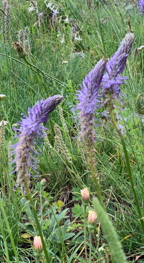 TMB 「環白朗峰步道」健行_655255