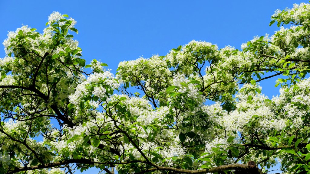 三月流蘇。廉恥_2747521