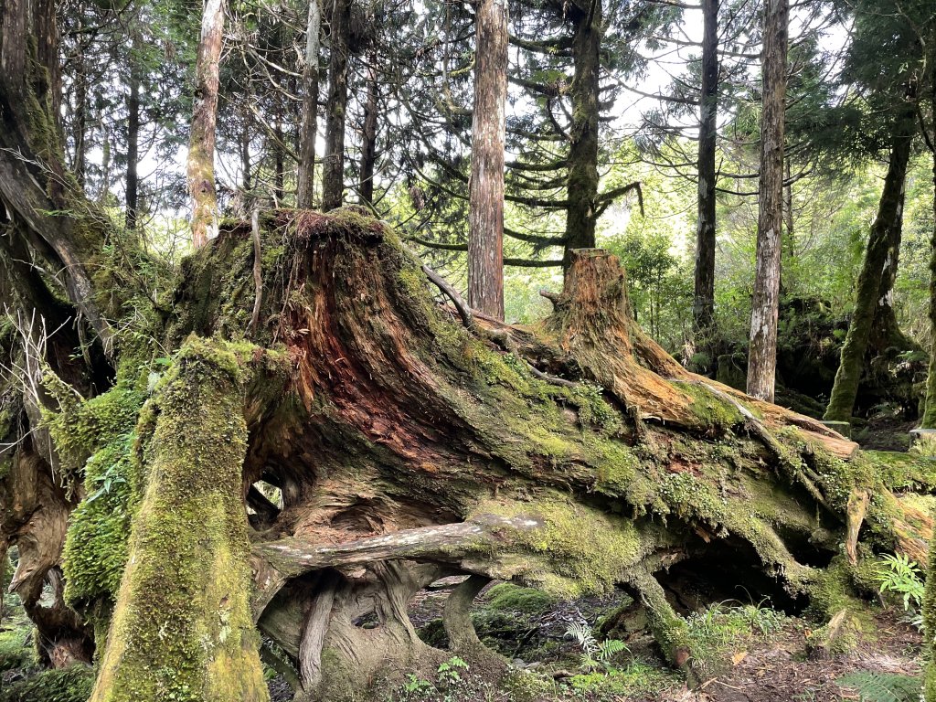 太加縱走~加羅湖的夢幻之旅_1753927