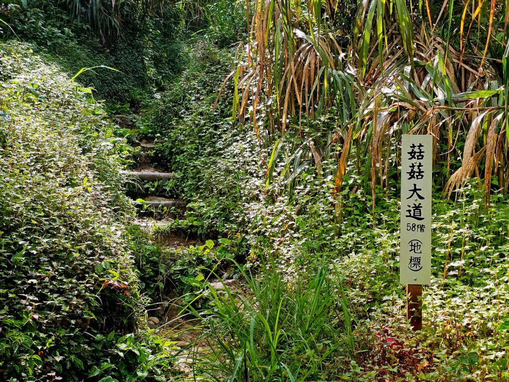 金柑樹山、忘憂森林步道-(南投)臺灣百大必訪步道_2789372