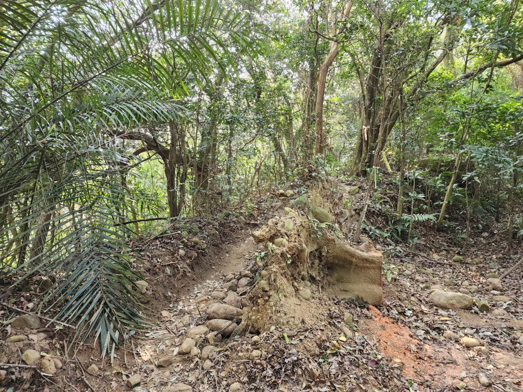 20230312飛茄三爺縱走_2116030