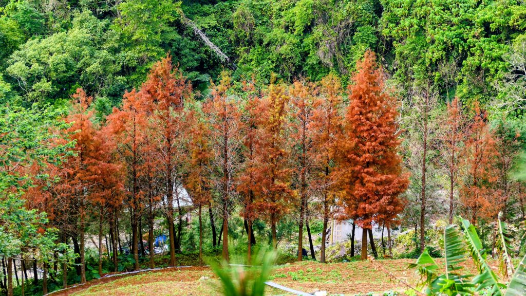 鵝尾梯田櫻花巷_2989285