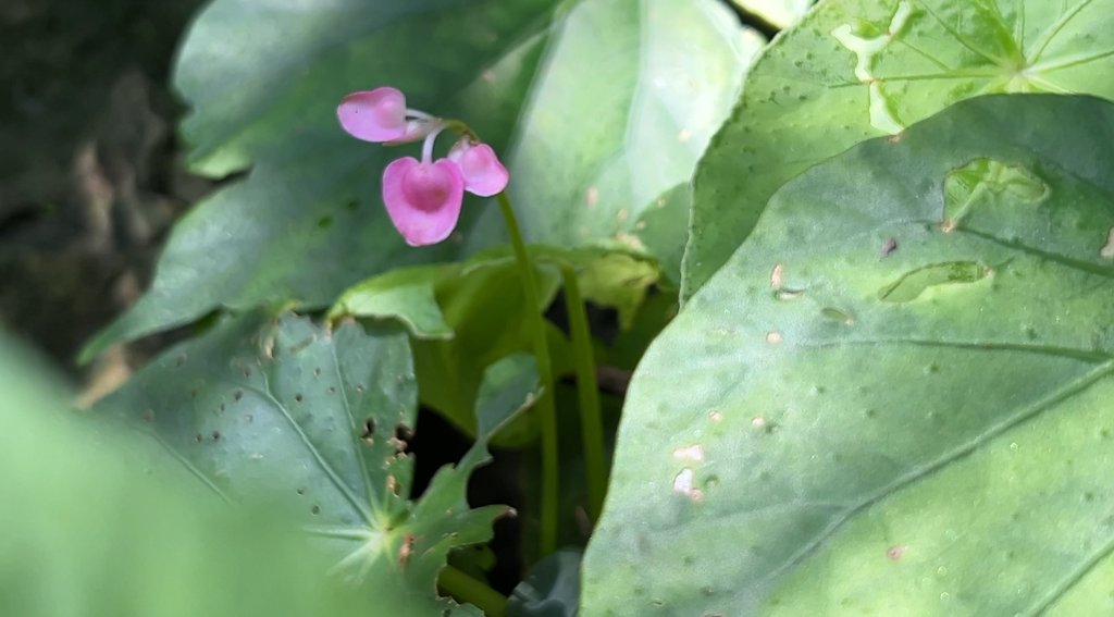 馬那邦山_2597596
