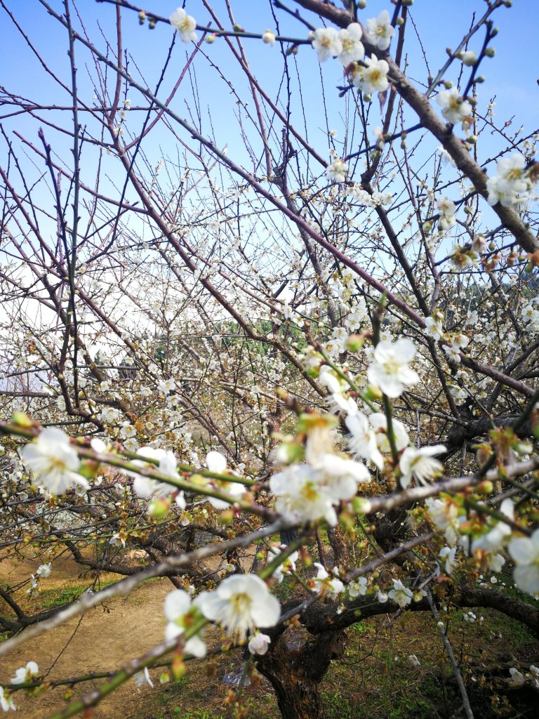 20190106烏松崙石龜梅園_524396