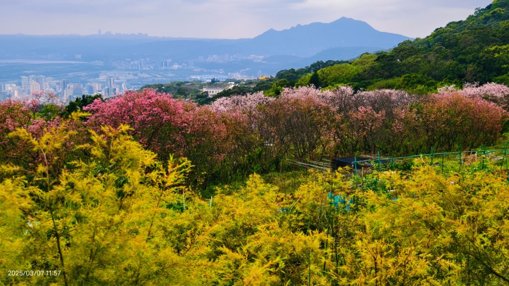 陽明山趴趴走 - 賞櫻花 3/7封面圖