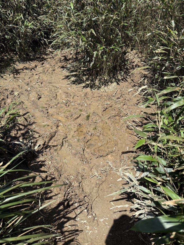 2025/03/21 聖母山莊 抹茶山 三角崙山_2935128