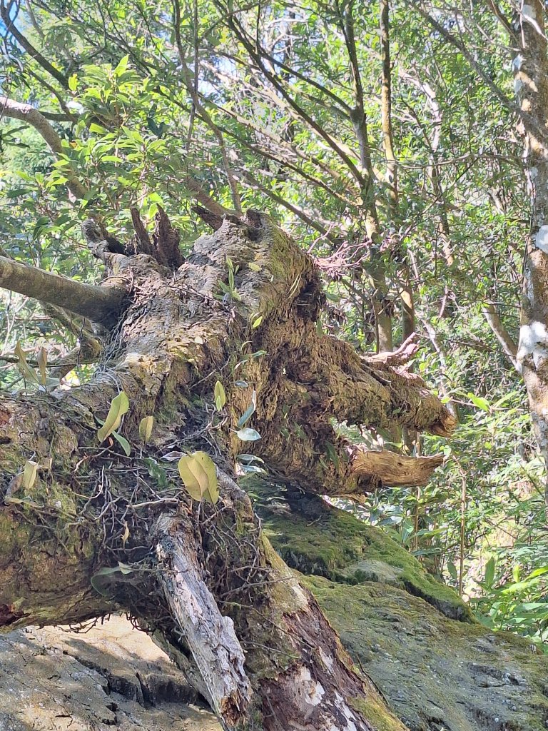 日湯真山20260104封面圖