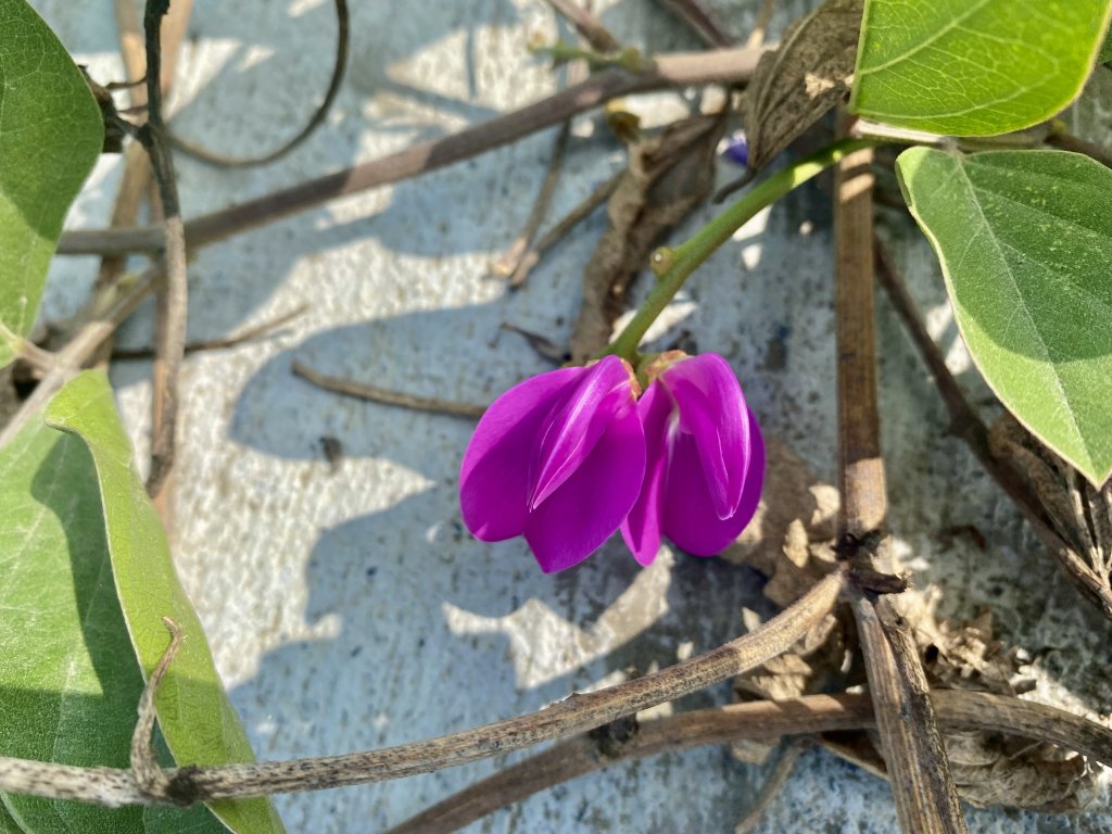 太興岩步道、國聖燈塔、七股鹽山、漁光島悠遊 2022.11.17_1925678