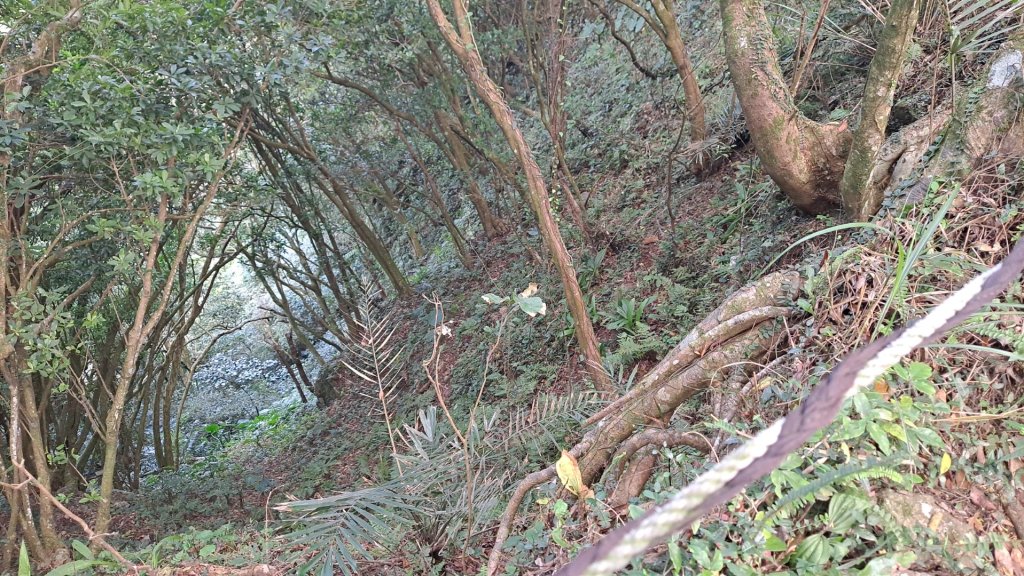 20240305坪頂古圳-登峰圳-內雙溪古道-瑪礁古道-大崎頭步道O繞_2447231