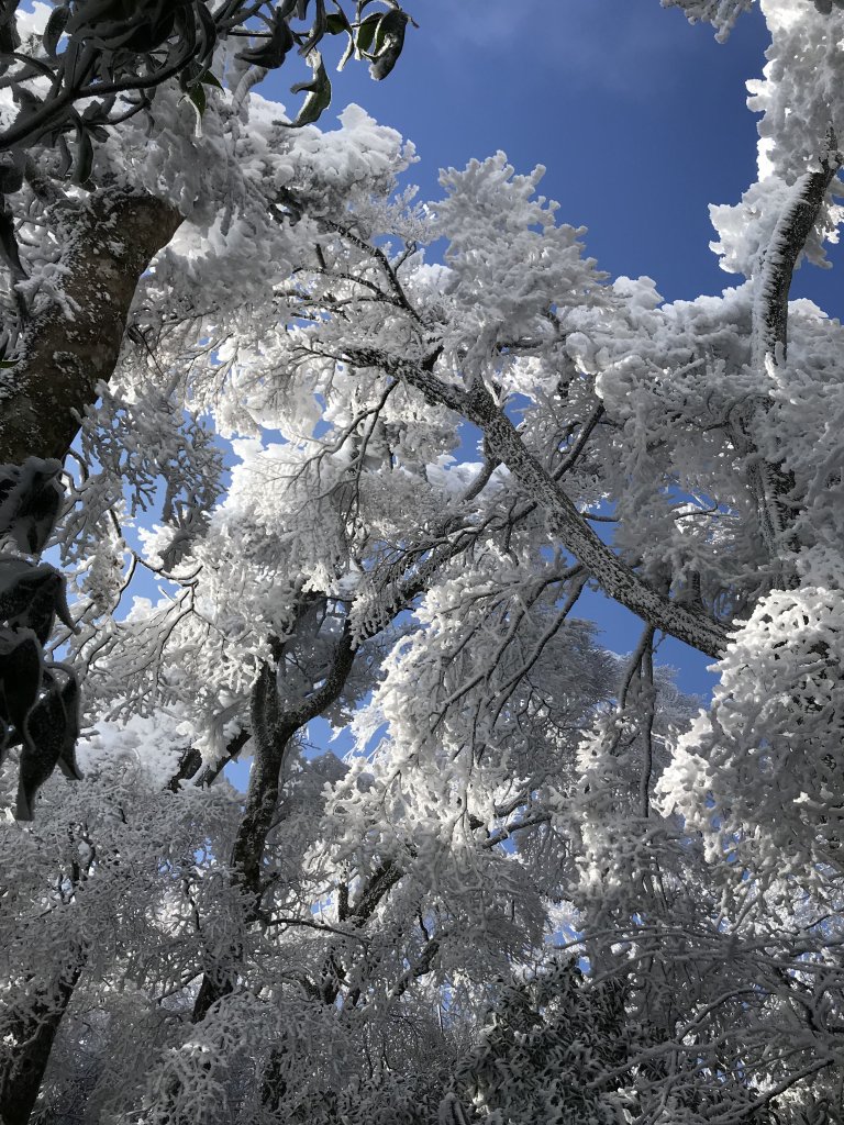 美呆了~雪白內鳥嘴山_1253409