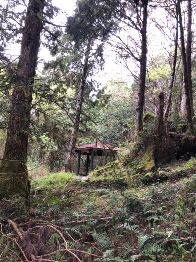 太平山檜木林20200401_899336