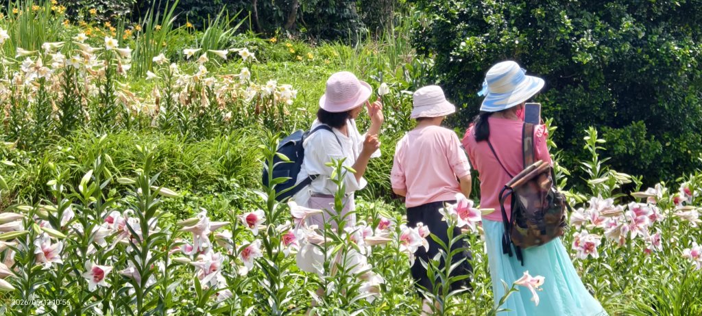 追花是簡單的快樂，賞花是恬淡的幸褔 #LO百合 #金針花 5/12封面圖