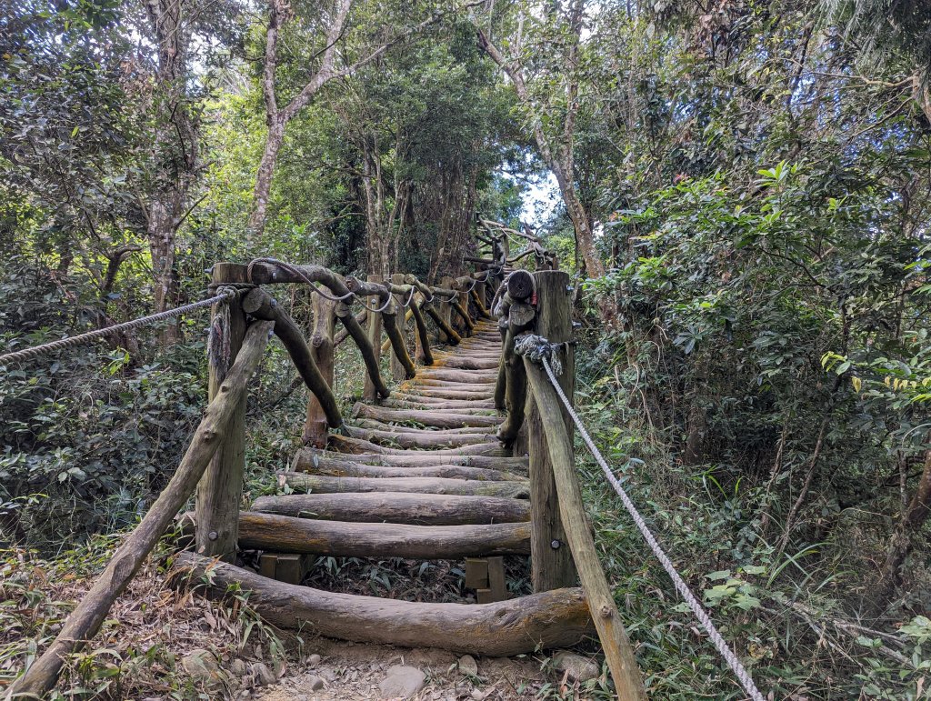 漂亮的五葉松及很有特色的圓木棧道：大坑5-1及5號步道＆頭嵙山（小百岳#41）_1879170