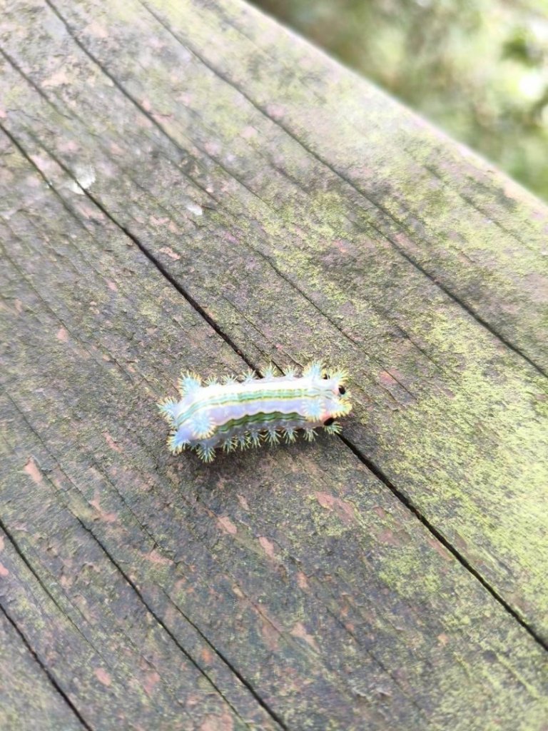 20251218溪頭鳳凰山台寅山上天文台至妖怪村買菜O繞_2965623