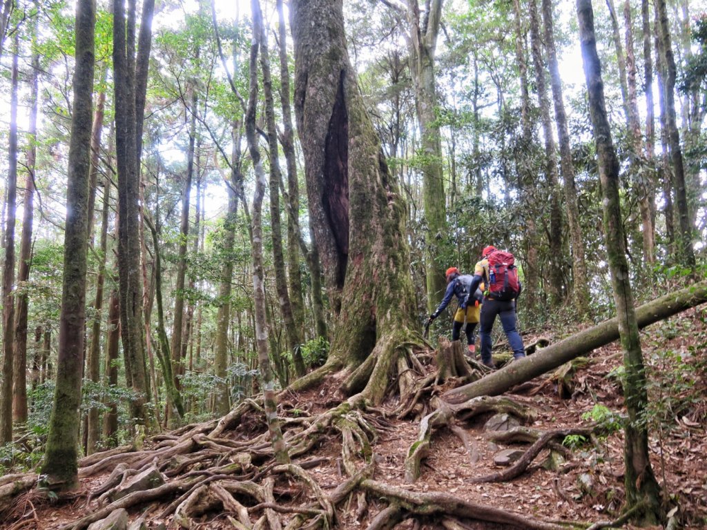 新山 馬崙山 尋幽_1362177