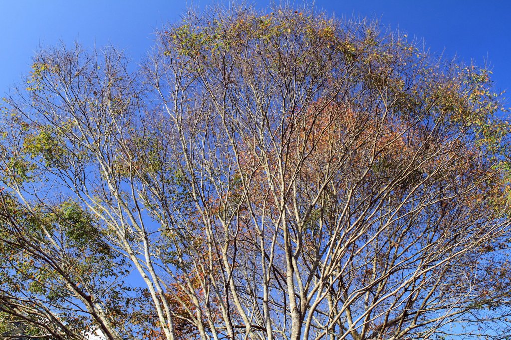 【南投~信義 】牛稠坑賞梅_1254918