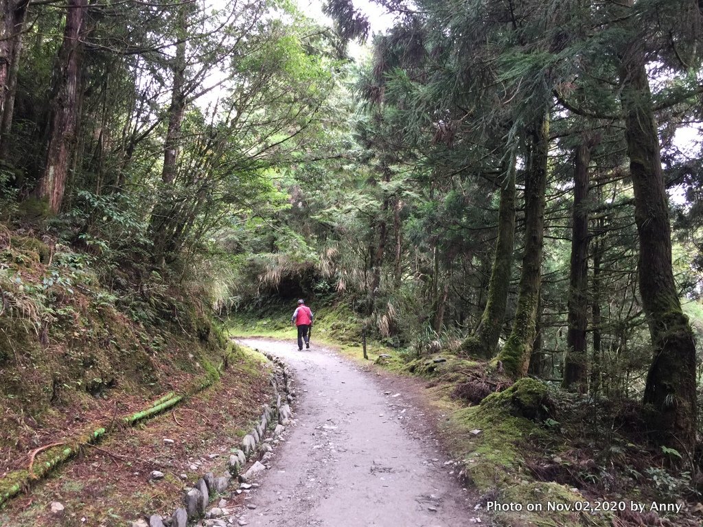 無雨無霧的宜蘭山毛櫸步道_1157112