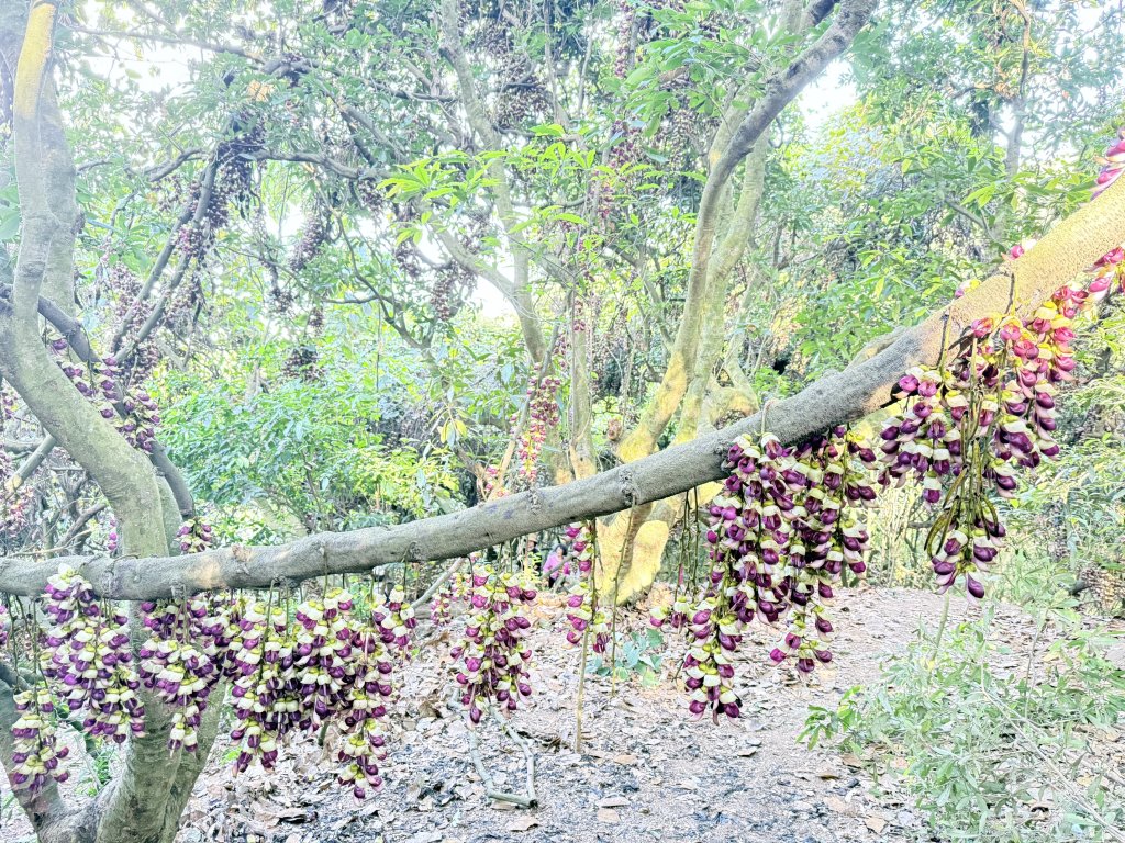 草尾嶺步道血藤花大爆開    2025.3.27_2748152