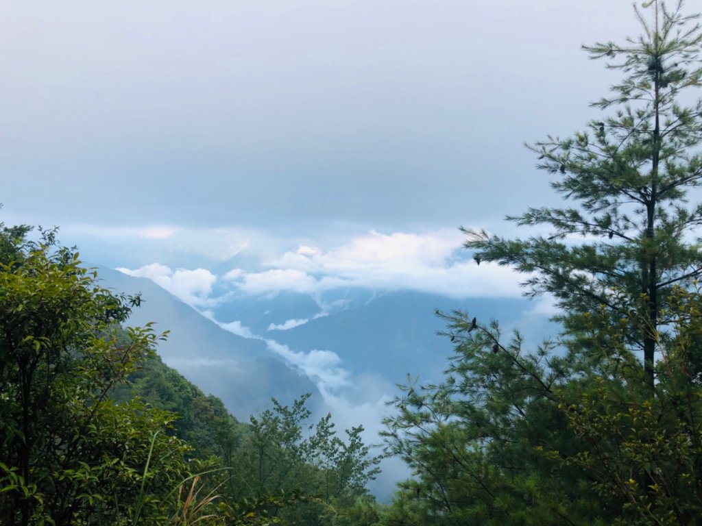 1090801北坑山.大板根_1053841