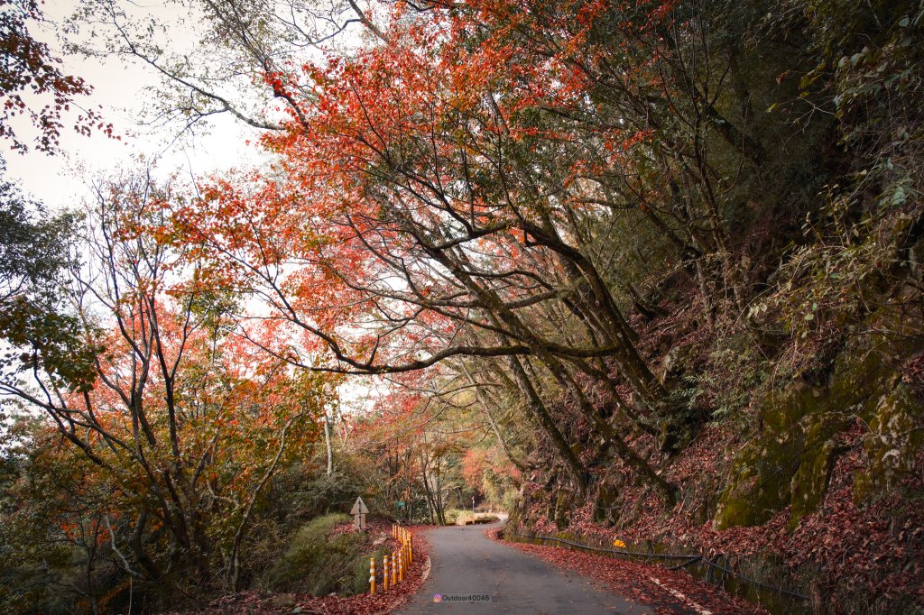 大雪山賞楓景點_2691468