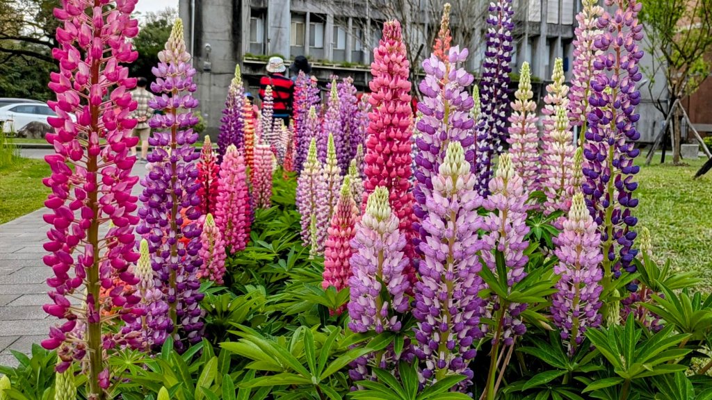 《西江月。魯冰花艷台大》_2725792