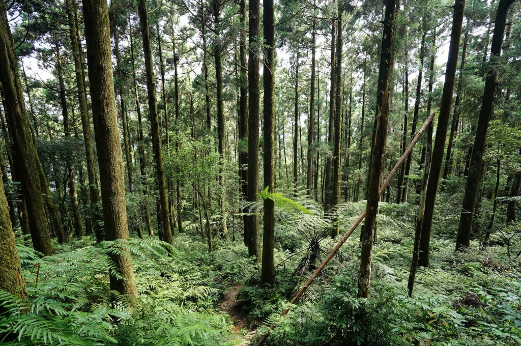 新北 烏來 烏來山、大桶山、四崁水山_2829261