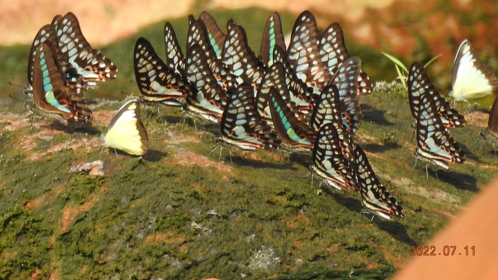 雲山水花鳥蝶 - 天龍國阿伯的日常 7/8&11_1760683