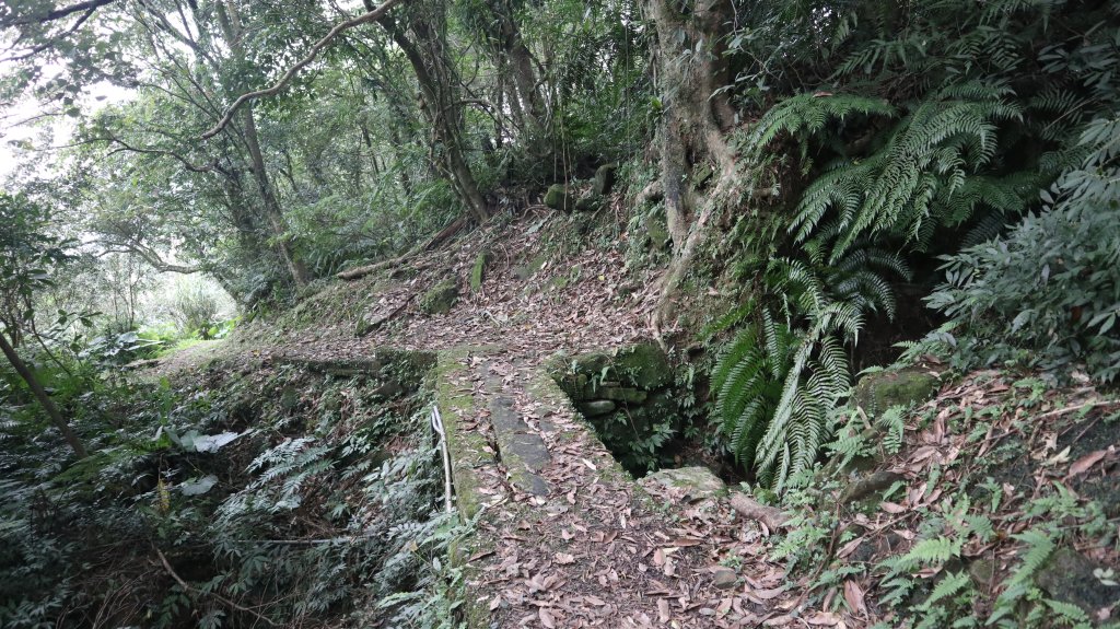 獵貍尖步道連走烏塗溪步道登山健行趣(淡蘭南路TK3-6&TK3-5&TK3-4)_2404503