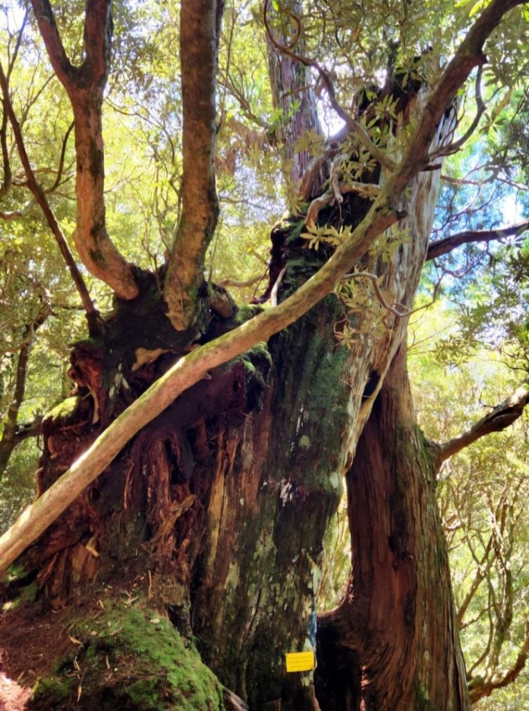 【中級山】是誰，在森林裡施放了魔法與巫術，幽靈草，如此魅惑，魔幻森林塔曼山_2743680