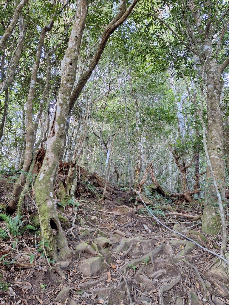 復興三尖之夫婦山+夫婦山西峰20241210_2667258