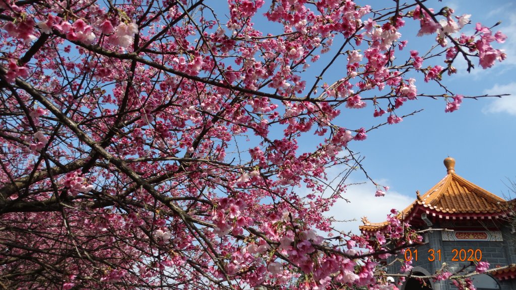追花是簡單的快樂，賞花是恬淡的幸福3_819067