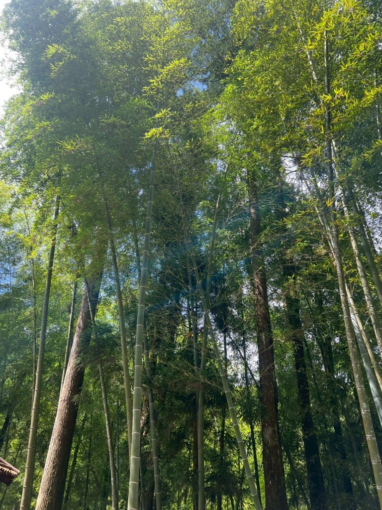 嵐山再古坑。五元兩角 木馬古道_2806126