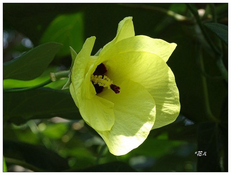 夏日/黃槿的花開_1417574