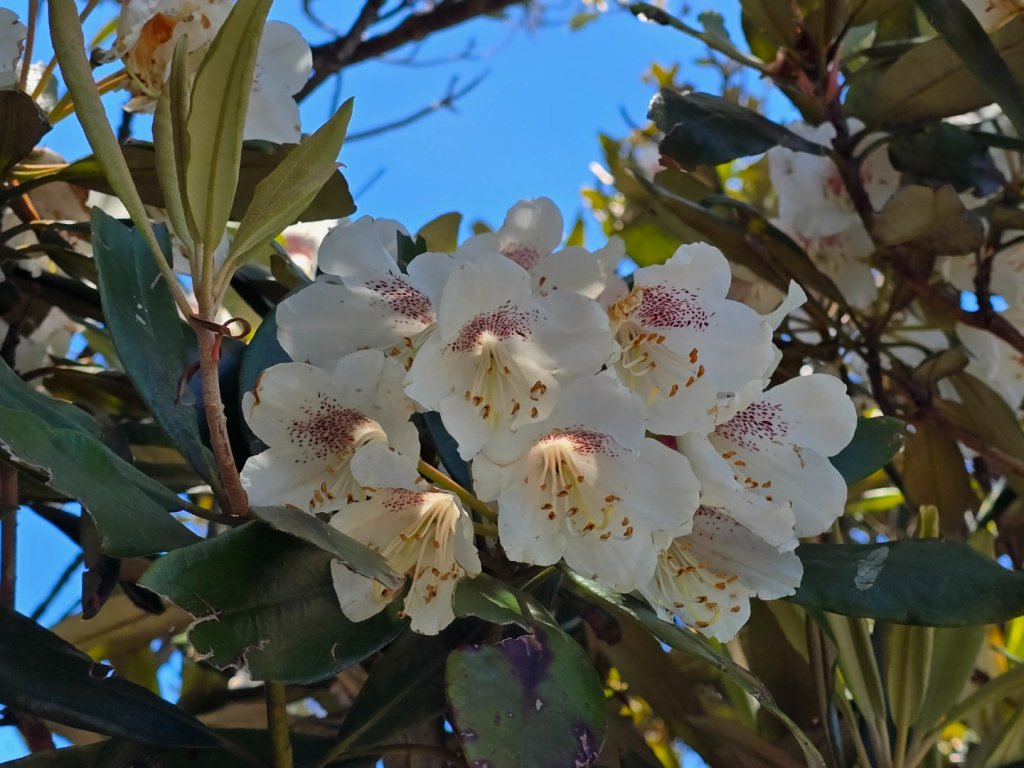 鳶嘴山杜鵑盛開_2770246