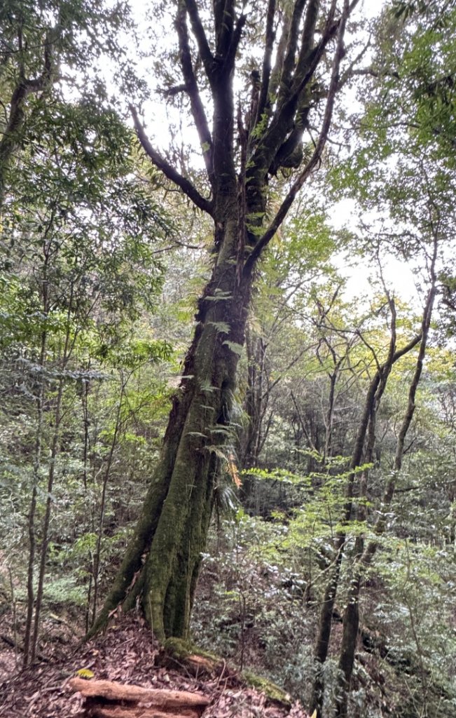 觀霧瀑布 賞鳥步道_2926787