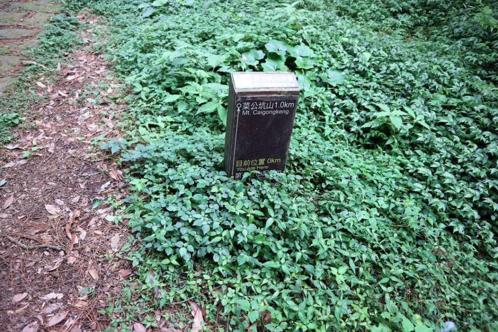 陽明山  菜公坑山 反經石   水車寮步道。林木蓊鬱  豐富的蕨類植披，絕佳避暑古道_2174019