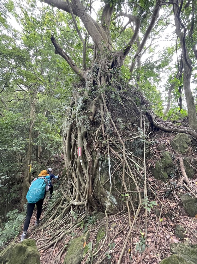 【大棟山系】百年大榕樹_2858110