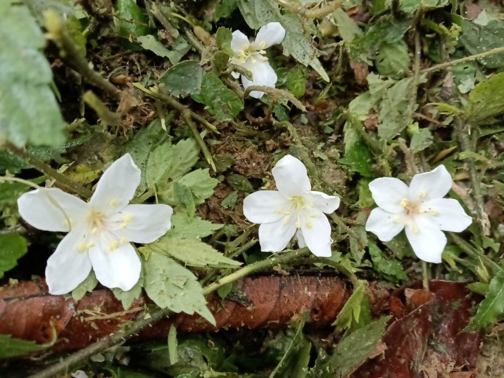 雙溪區平水+外柑腳山去回_2784114