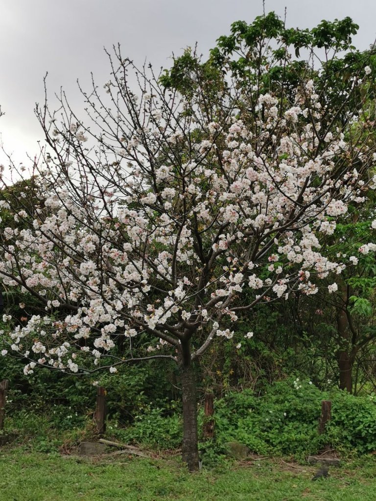 臺北大縱走第 7 段 - 貓空站的櫻之美_875928