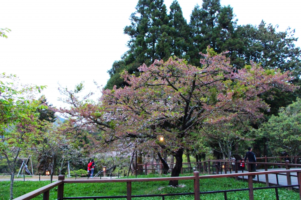 阿里山櫻花 唯美詩韻 ~ 高山+鐵道+神木+湖水 ..._265543