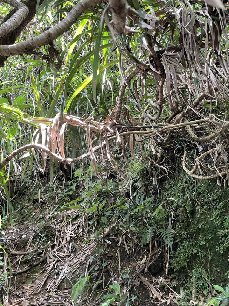 蛇子形古道_2511192