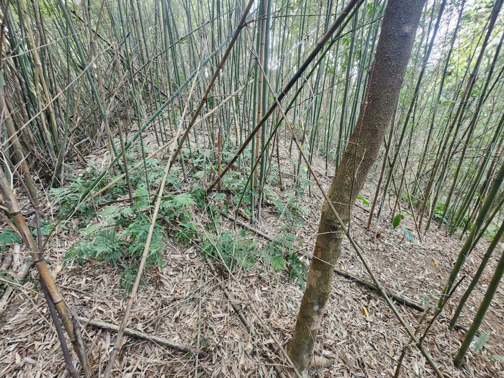 2026022面桶寮山小分林山大分林山_3013043